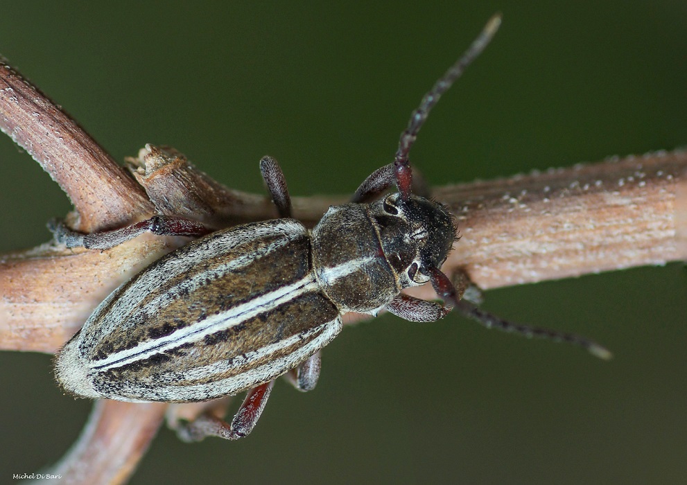 Cerambycidae: Dorcadion etruscum, femmina